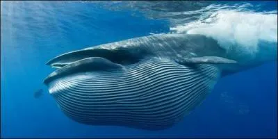 Comment dit-on "baleine" en breton ?