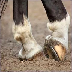 Comment appelle-t-on la jambe du cheval ?