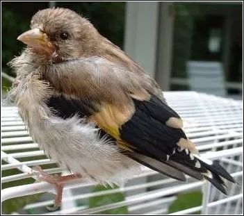 Son chant est si mélodieux que certains le piègent avec de la glu pour le mettre en cage !