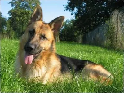 De quelle race est ce chien ?