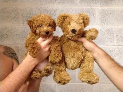 Comme vous pouvez le constater, il y a deux peluches sur la photo !