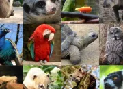 Quiz Les animaux du zoo