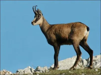 En France, le 3 juillet est officiellement dénommé "jour d'un animal des montagnes" ; mais lequel ?