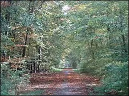 Quelle forêt picarde abrite la clairière de l'Armistice ?