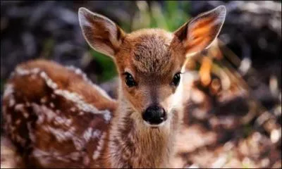 Le bébé de la biche est le faon :