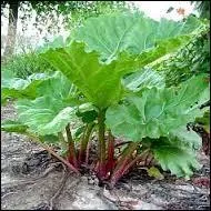 De la rhubarbe, si bonne en tarte ou en crumble, on mange :