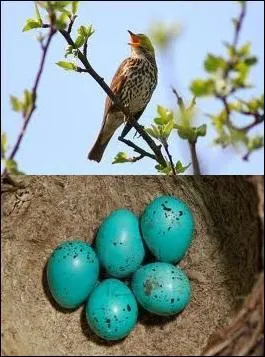 Animaux - Elle peut être "musicienne" et ses oeufs sont bleus ! 
De quel oiseau s'agit-il ?