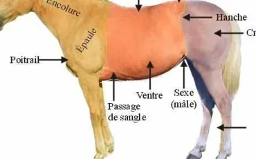 Quiz Chevaux