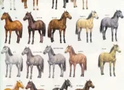 Quiz Les principales robes des chevaux