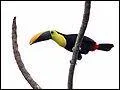 Quelle est cette race de toucan ?