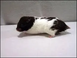 Quelle est cette race de hamsters ?