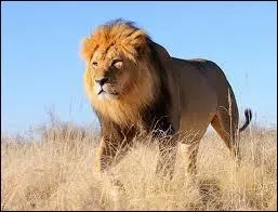 Je peux me reproduire avec un lion, donner le jour à un hybride et rarement mes semblables peuvent avoir une forme mélanique. Qui suis-je ?