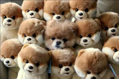 Voici le chien le plus connu sur Internet, BOO ! Mais il s'est perdu dans ces peluches ? Retrouvez-le !