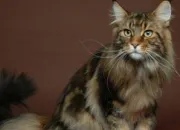 Quiz Le Maine Coon