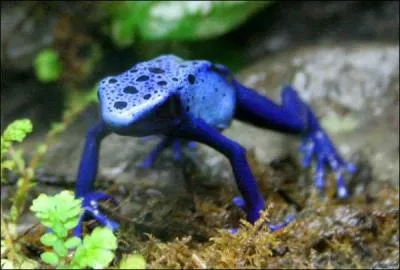 Aux Etats-Unis, on a réussi à domestiquer des grenouilles dendrobates !