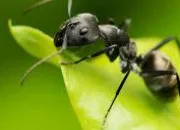 Quiz Les insectes dans les expressions