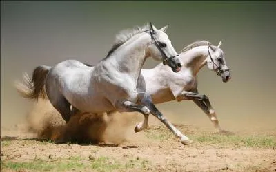 A quel âge débourre-t-on généralement un cheval ?