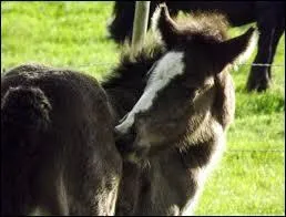 Comment s'appelle ce bébé ?