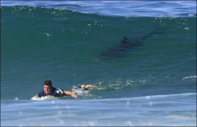 Prédateur dans l'âme, surfeurs prenaient garde à moi. Qui suis-je ?