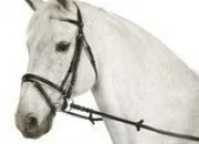 Quiz Les chevaux clbres disparus