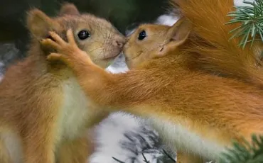 Quiz Animaux