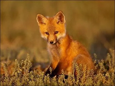 Dans quelle fable de La Fontaine, le renard finira-t-il trompé et penaud ?