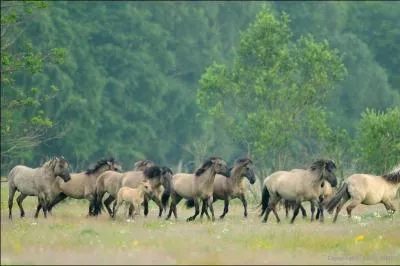 Commençons facile, le cheval est :