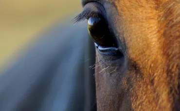 Quiz Chevaux