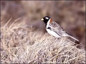 Parmi ces trois animaux, renard polaire, lagopède alpin, bruant lapon, dont deux nous font une symphonie en blanc durant l'hiver, lequel est un intrus ?