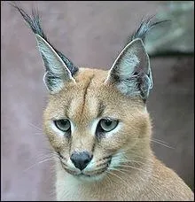 Si je vous dis que ce félin est surtout répandu en Afrique et en Asie. Physiquement, cet animal a une taille moyenne mais il possède de longues jambes et une petite queue. On le reconnaît surtout avec ses poils noirs aux extrémités des oreilles. La plupart de son corps et rougeâtre. Vous me dîtes que cet animal est...