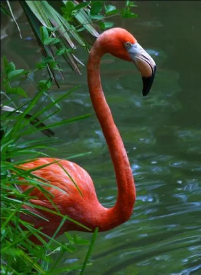 L'animal en photo vous renseigne sur le nom de famille...
Quel est le prénom de l'animatrice ?