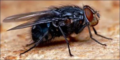 La Fontaine a apparié toutes sortes d'animaux pour composer le titre de ses fables. Complétez ce titre : " la mouche et ... "