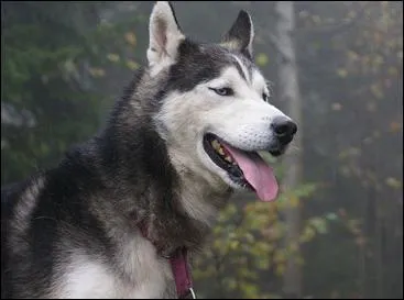 Quelle est la race de ce chien ?