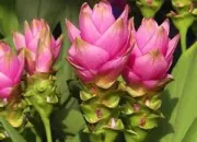 Quiz Curcuma