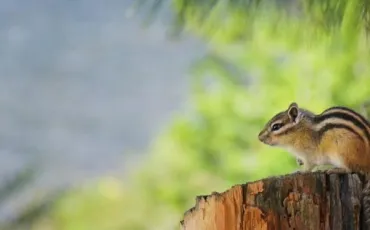 Quiz Animaux