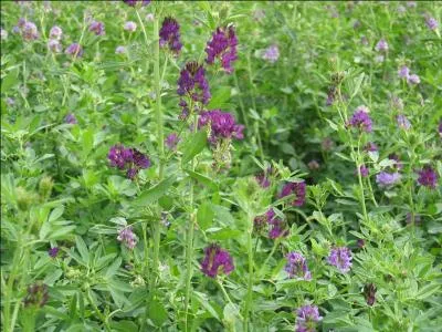 Prairial, jour 1. Alfalfa ou alfa-alfa, elle est la reine des plantes fourragères.