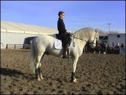 Quiz Equitation