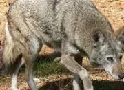 Quiz Animaux des Amriques (2) - Le loup rouge