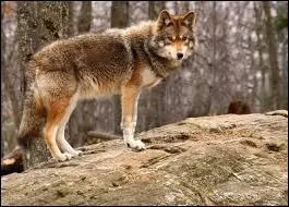 Le loup rouge :