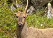 Quiz Animaux des Amriques (3) - L'huemul