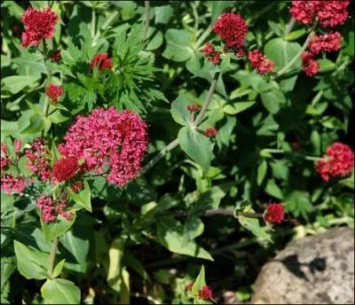 Chaque fleur de cette plante est prolongée d'un aiguillon. Cette spécificité est à l'origine de son nom, formé à partir de deux mots grecs, le premier signifiant « aiguillon », le second « fleur ».