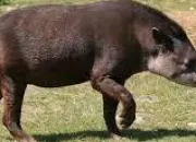 Quiz Animaux des Amriques (4) - Le tapir des Andes