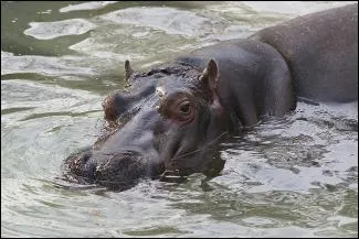 Quel animal a été baptisé par les Grecs « cheval de fleuve » ?