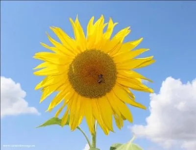 En 1970, qui chantait "Le TOURnesol" disant qu'il "n'a pas besoin d'une boussole, ni d'arc-en-ciel pour se tourner vers le Soleil" ?