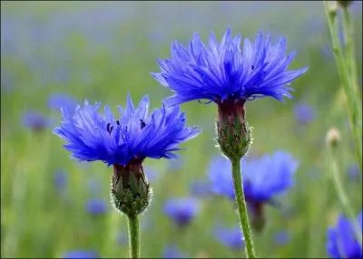 Quel est l'autre nom du bleuet ?