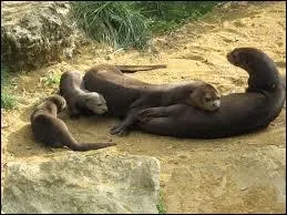 Comment la loutre géante est-elle ?