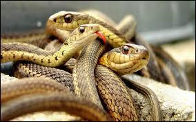 Si vous collectionnez des serpents, vous êtes un :