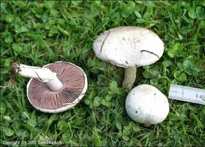 Commençons notre promenade avec ce champignon. Quel est son nom ?