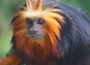 Quiz Les primates (6) - Le tamarin-lion