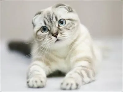 Commençons par un chat pour représenter une chanteuse populaire. Pourquoi un chat ? Parce qu'elle en est complètement gaga ! Plus précisément cette race, les scottish fold. Avez-vous deviné ?